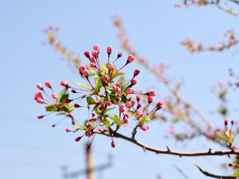 安阳人民公园展示图片2