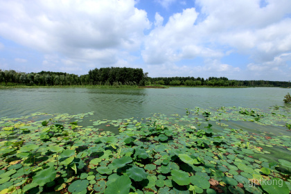 白浪绿洲湿地公园展示图片1