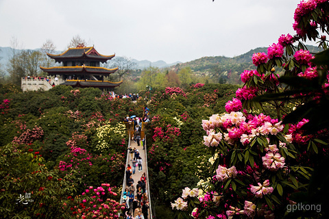 百里杜鹃风景区展示图片0