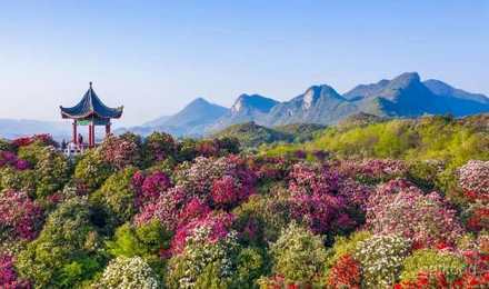 百里杜鹃风景区展示图片2