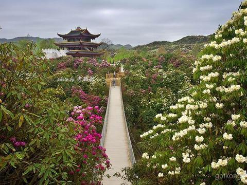 百里杜鹃风景区展示图片3