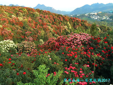 百里杜鹃风景区展示图片4