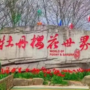 垫江牡丹樱花世界展示图片1