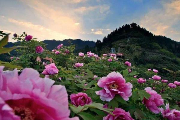垫江牡丹樱花世界展示图片2