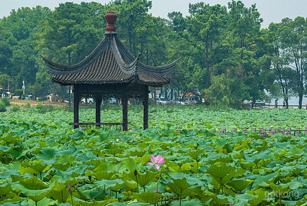 东湖荷园展示图片0