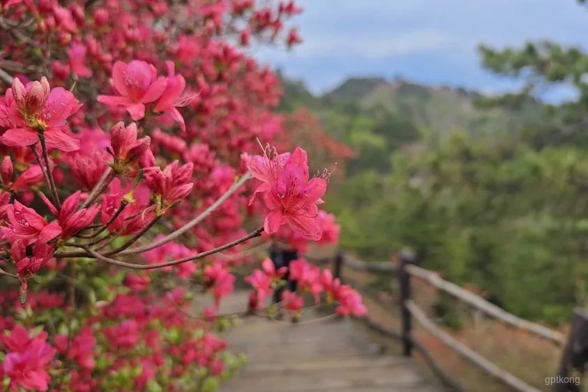 杜鹃花海景区展示图片1