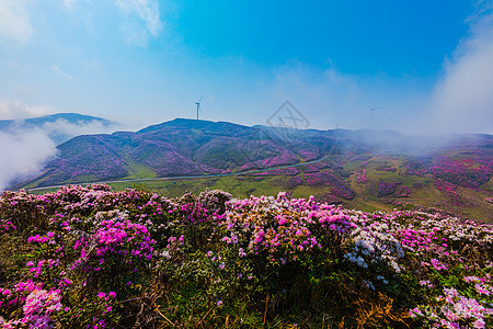 杜鹃花海景区展示图片3