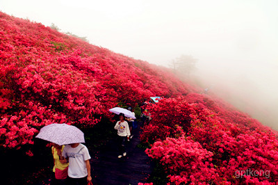 杜鹃花海景区展示图片4