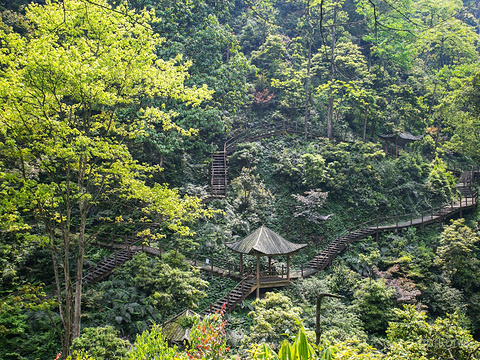 峨眉山生态猴区展示图片5