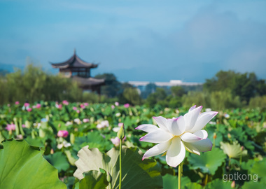 建宁修竹荷苑展示图片1