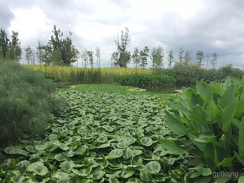 海东湿地公园展示图片1