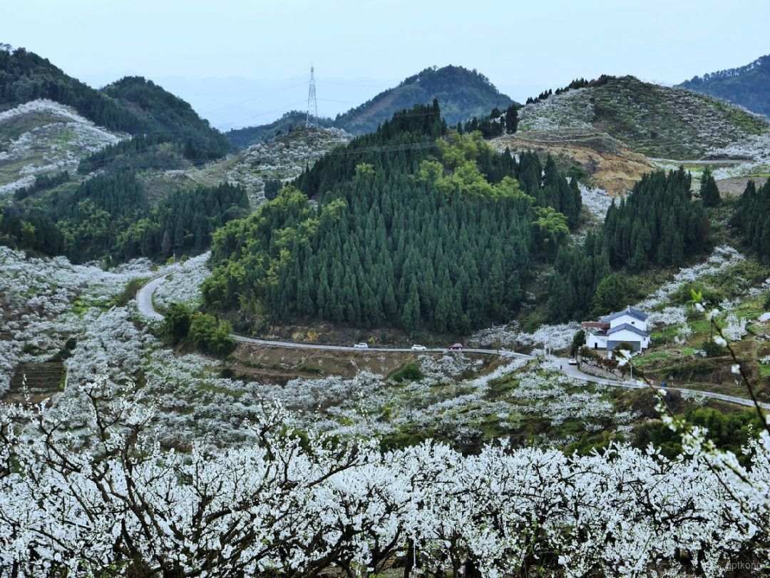 李花生态旅游区展示图片2