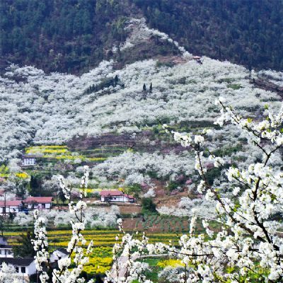 李花生态旅游区展示图片0