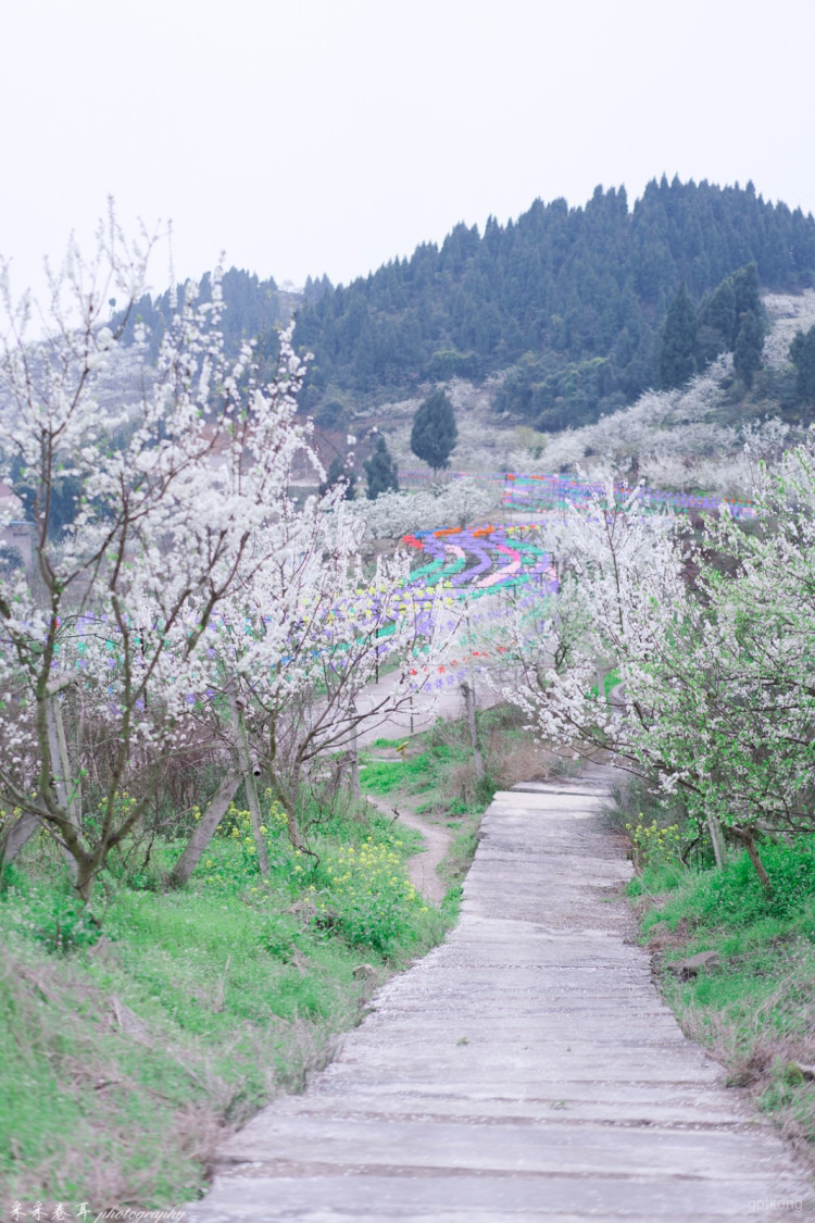 李花生态旅游区展示图片1