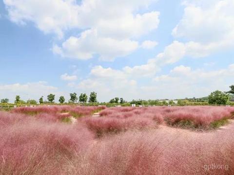 莲花岛风车阵公园展示图片4