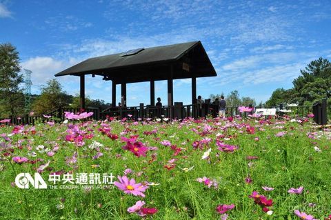 猫空樟树步道展示图片0