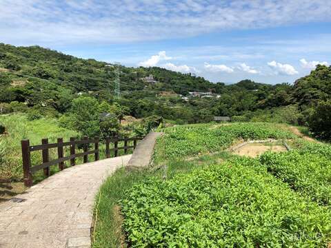 猫空樟树步道展示图片1