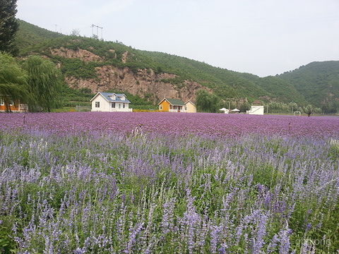 密云人间花海薰衣草庄园展示图片3