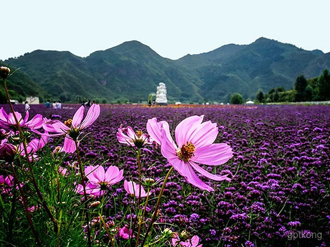 密云人间花海薰衣草庄园展示图片4