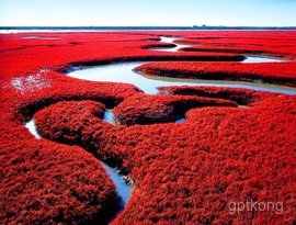 盘锦红海滩风景区展示图片1