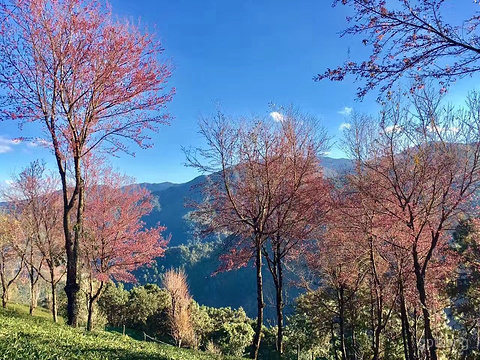 樱花谷展示图片4