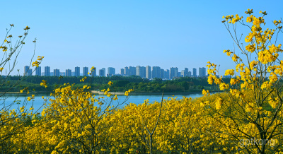 松湖花海展示图片3