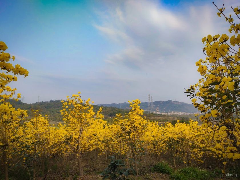 松湖花海展示图片5