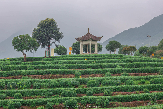 松阳大木山骑行茶园景区展示图片0