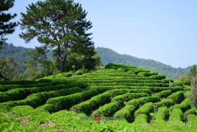 松阳大木山骑行茶园景区展示图片1