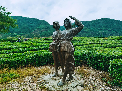 松阳大木山骑行茶园景区展示图片5