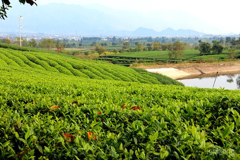 松阳大木山骑行茶园景区展示图片6