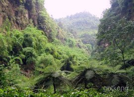 桫椤峡谷展示图片2