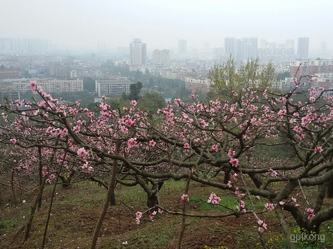 桃花故里展示图片1