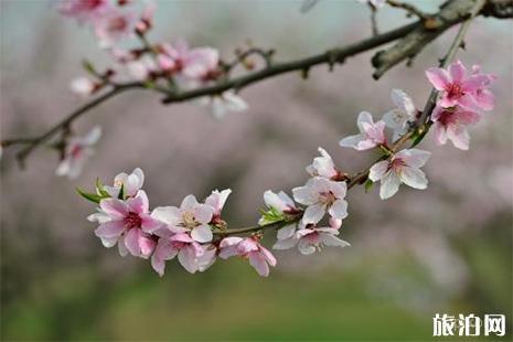 桃花潭公园展示图片1