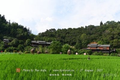 茶文化风情园展示图片0