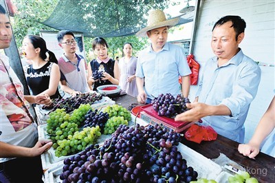 延庆千亩葡萄基地展示图片7