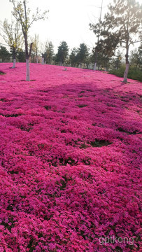 烟台植物园展示图片4