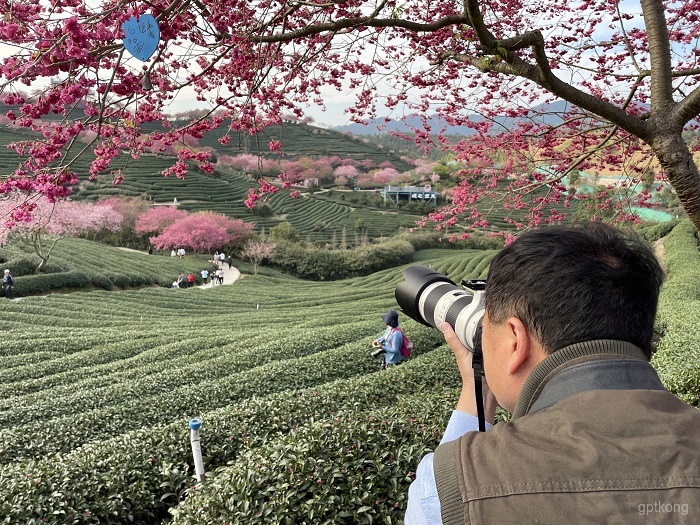 永福樱花园展示图片3