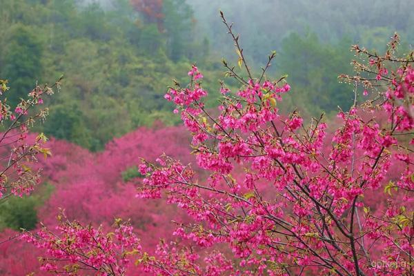 浈江樱花公园展示图片5