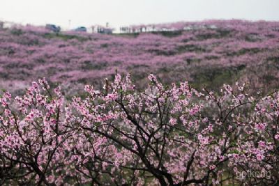 枝江安福寺桃花缘展示图片0