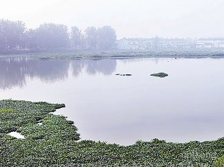 枝江安福寺桃花缘展示图片5