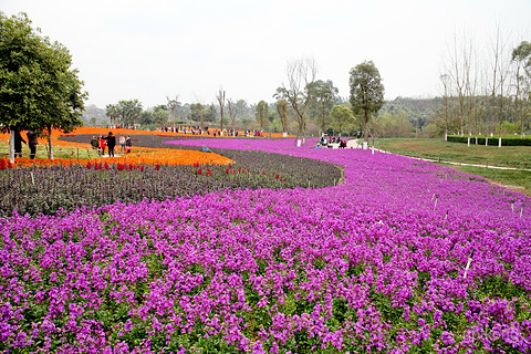 自贡花海展示图片0